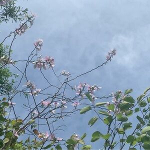 Meet your Posher, Onnika